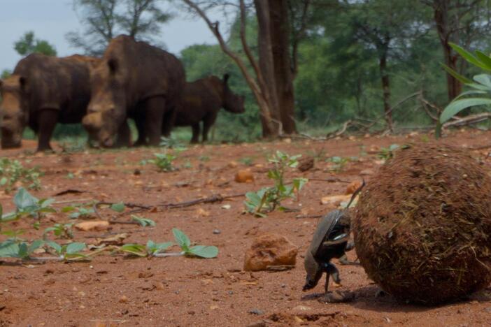 On the plains of South Africa, an army of dung beetles recycle the dung of large mammals.