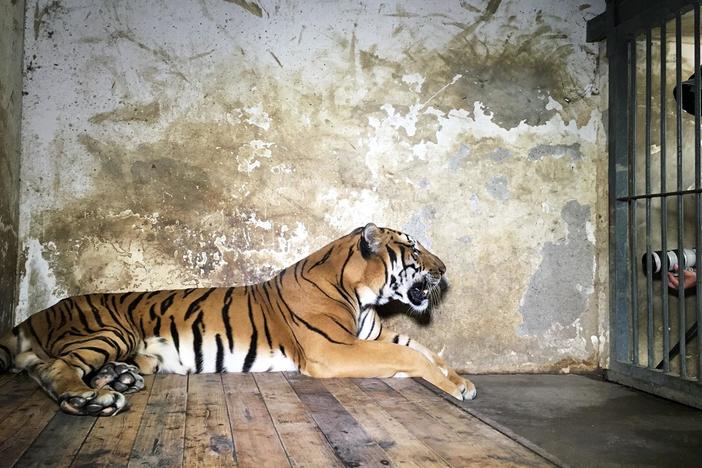 Journey with Joel Sartore to Spain, China, and Cameroon.