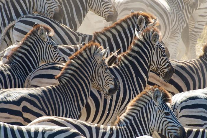 One of the greatest migration stories of the natural world.
