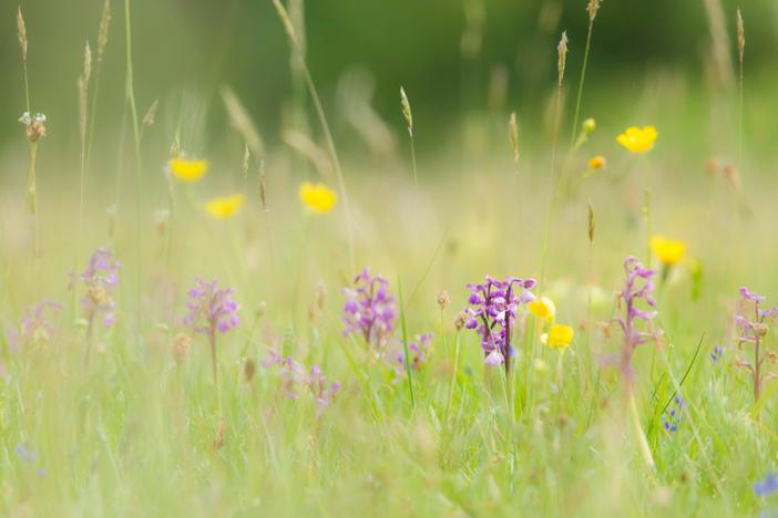 Orchids deceive insects into helping them, using tricks, including the promise of sex.