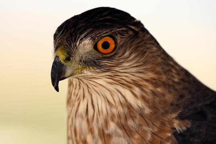 Wildlife photographer Bob Poole films something he’s never seen before.