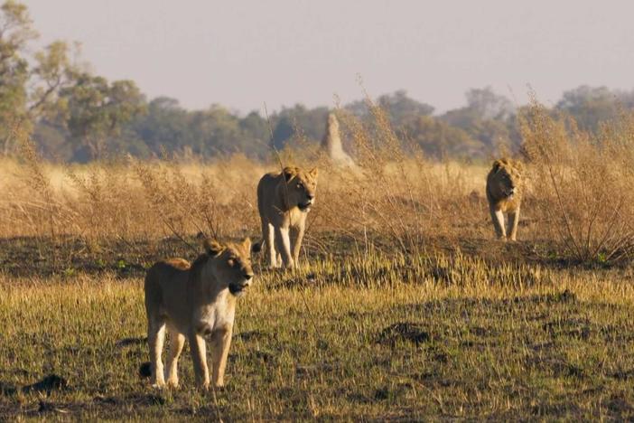One lioness and two juvenile males are left to defend Xudum Pride territory from intruding lions.
