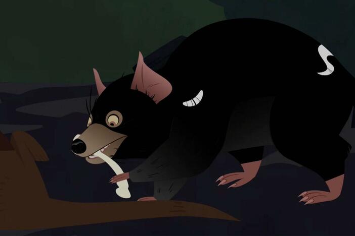 Martin and Chris go on a creature adventure to find the tasmanian devil