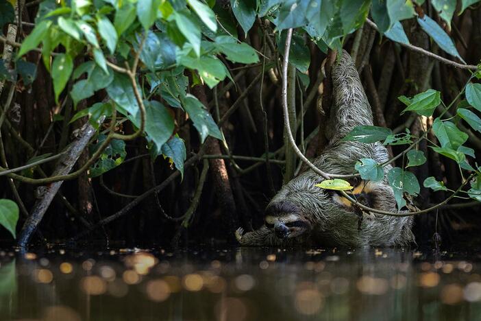 Brand new to science: a sloth drinking water—captured cinematically for the first time.