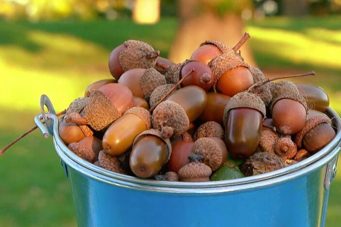 Nature Cat is brought to you today by: Acorns!