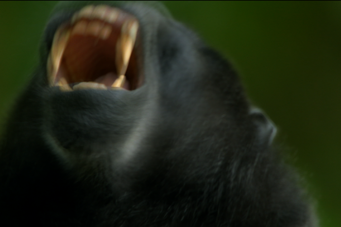 The alpha male of a macaque troop is challenged for his supremacy. 