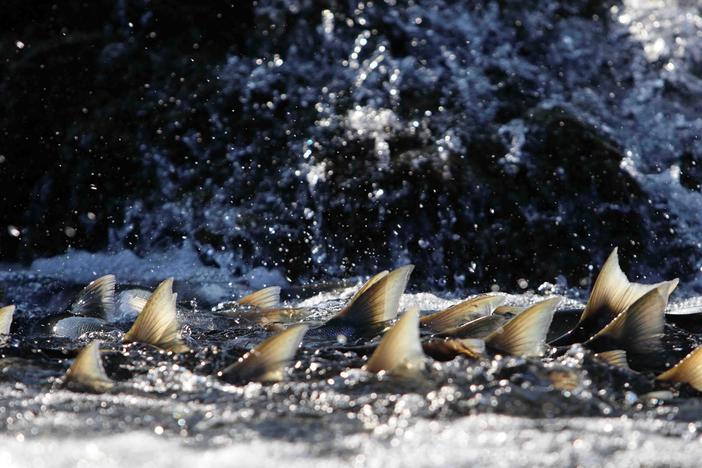 What happened to salmon forced from their natal river into the open ocean?