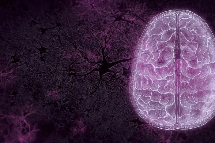 Neuroscientists discover the tricks and shortcuts the brain takes to help us survive.