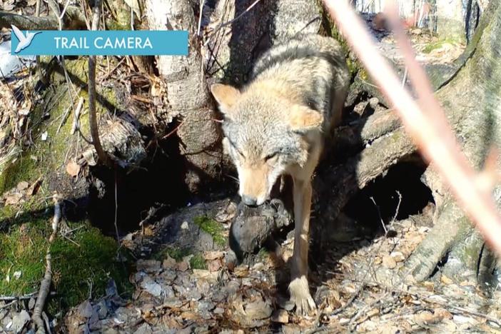 A trail cam captures a mother wolf taking her pups out of their den.