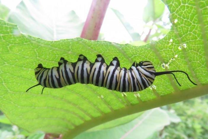 Citizen Scientist collect long-term data on larval monarch populations & milkweed habitats