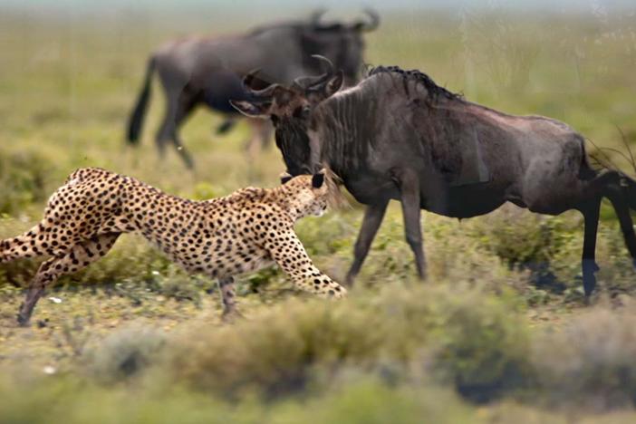 What is the future of nature? EARTH A New Wild explores the beauty of balance.
