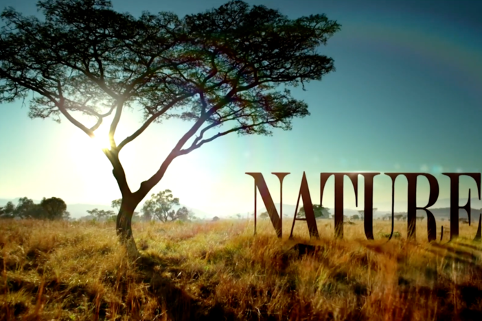 NATURE is a voice for the natural world.