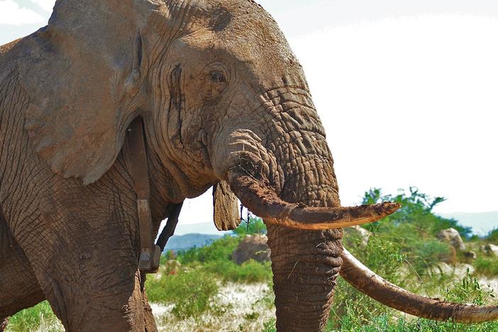 Cameraman Bob Poole attracts the unwanted attention of a musth bull.