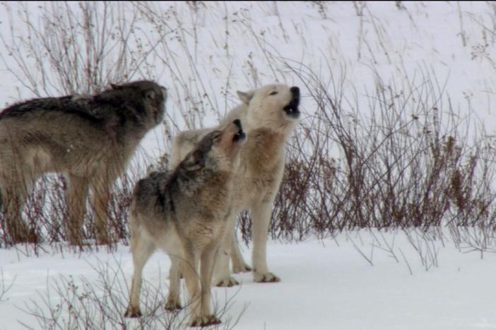 In Canada's vast plains, the biggest buffalo and wolves in the world do battle. 