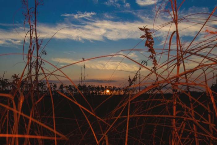 Artists find inspiration in nature and history of Everglades National Park