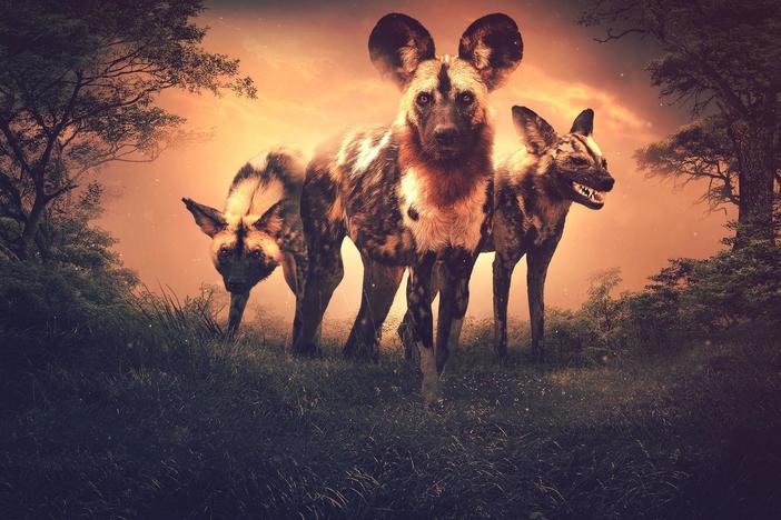 Can bringing predators—and fear—back into an ecosystem help restore its natural balance?