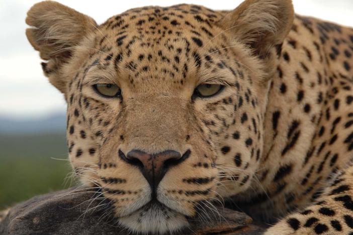 Three Big Cats, Three Big Nights. Wednesdays starting July 17 at 8/7c.