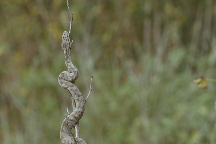 Shedao, also known as Snake Island, is home to 20,000 Pit Vipers.