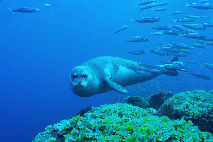 One of the most endangered mammals fights for survival: Meditteranean Monk Seals.