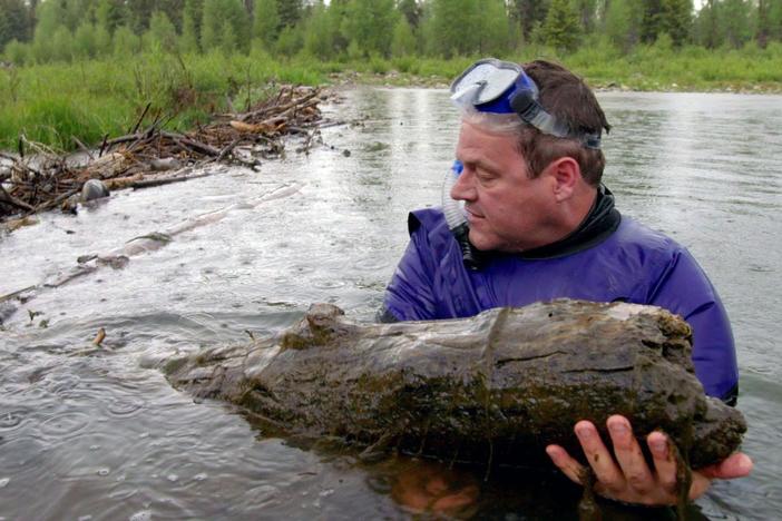 Kirk takes a peek into the private lives of the beavers on the Snake River.