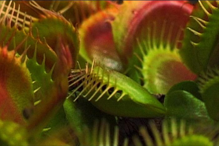 A world where plants communicate, co-operate and, sometimes, wage all-out war.