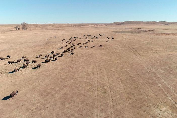 The Rosebud Indian Reservations Wolakota Project aims to bring the buffalo home.