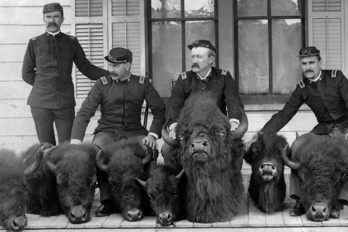 Grinnell fought the destruction of birds and other wildlife, including the buffalo.