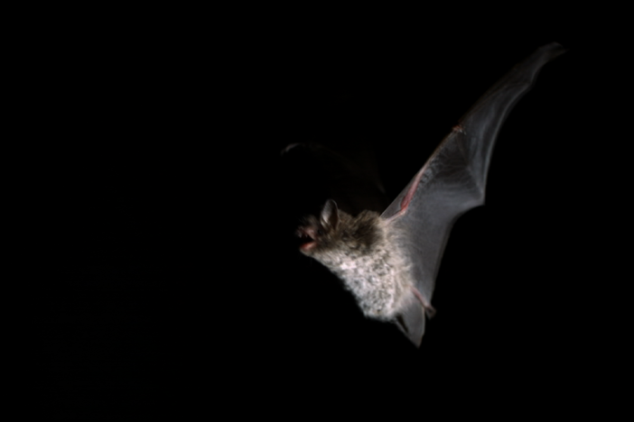 The scene of bats on the hunt at night over the Shannon River in Ireland. 