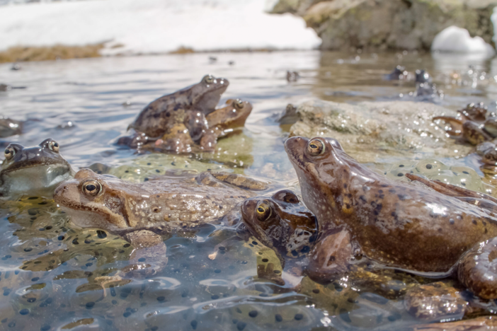 When the ice on high alpine lakes begins to melt, brown frogs appear with a mission.