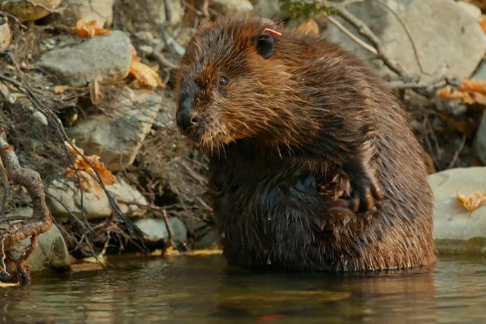 Eco-hydrologist, Dr. Emily Fairfax explains the impact beavers have in burnt landscapes.