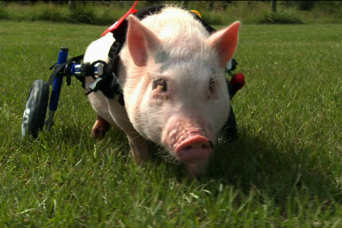 Amazing animal prosthetics and equally amazing animals. 