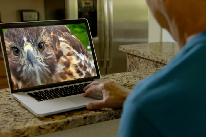 See how Bird Cams Lab helps one man connect with nature.