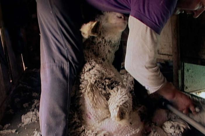 Sheep are sheared in spring in preparation for the coming summer.