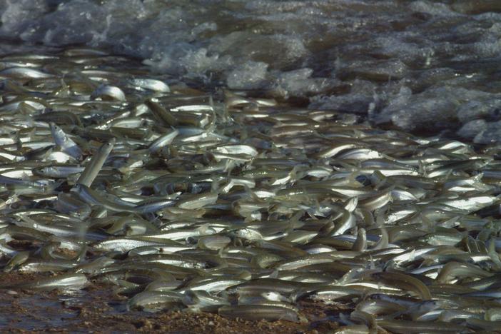 A mass spawning event happens on an empty shoreline in the Gulf of California.