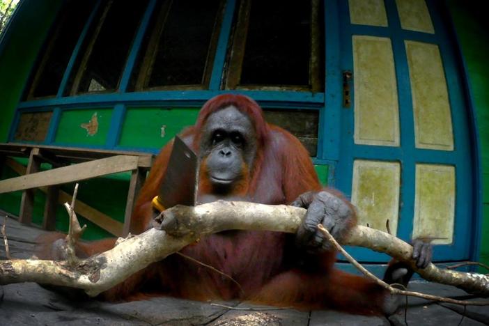 Given the chance, orangutans can learn to use human tools. 