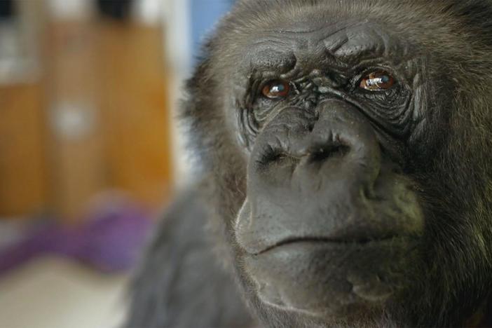 In this introduction to the film we meet Koko the world famous gorilla.