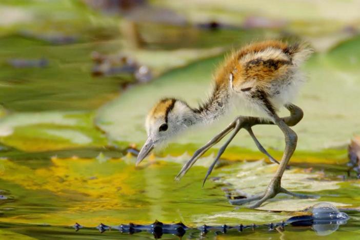 This devoted father saves his chicks by tucking one under each wing.