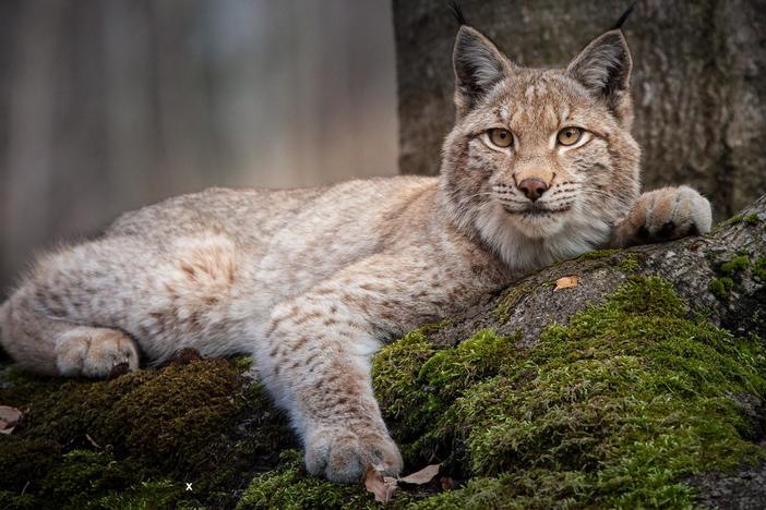 Explore the plants, animals, insects and trees in the Alps' largest tract of wilderness.