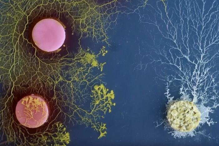 The purpose of this experiment was to see how Physarum regulates its nutritional needs.