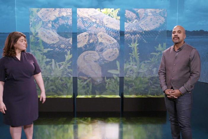 Celeste Headlee says Florida wildlife is being devoured by an invader.