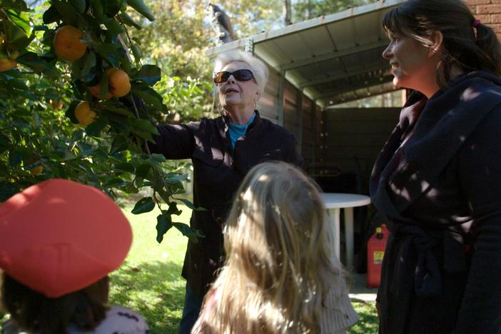 On a short hiatus from the book tour, Vivian takes the twins to pick persimmons.