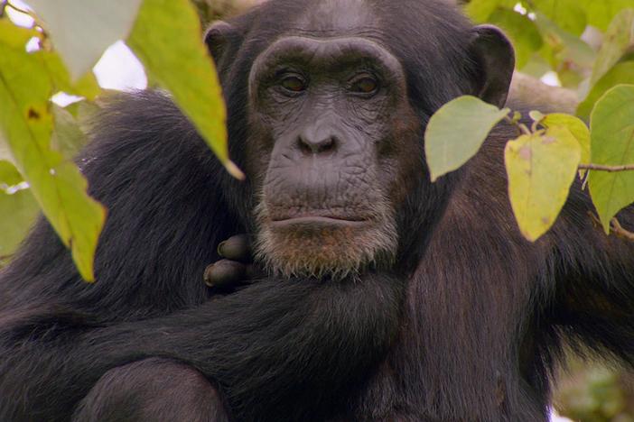 Chimps have their own rich world of communication.