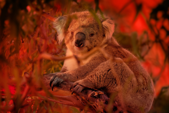 Meet the people rescuing and caring for the animal survivors of Australia’s bushfires.