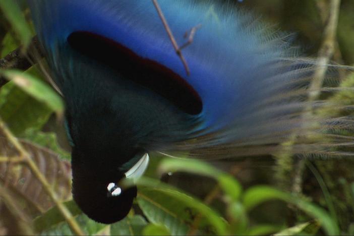 Deep in New Guinea live spectacular birds that exist nowhere else.