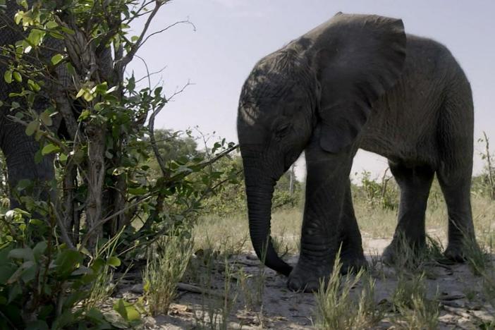A baby elephant named Naledi has lost her mother to illness.