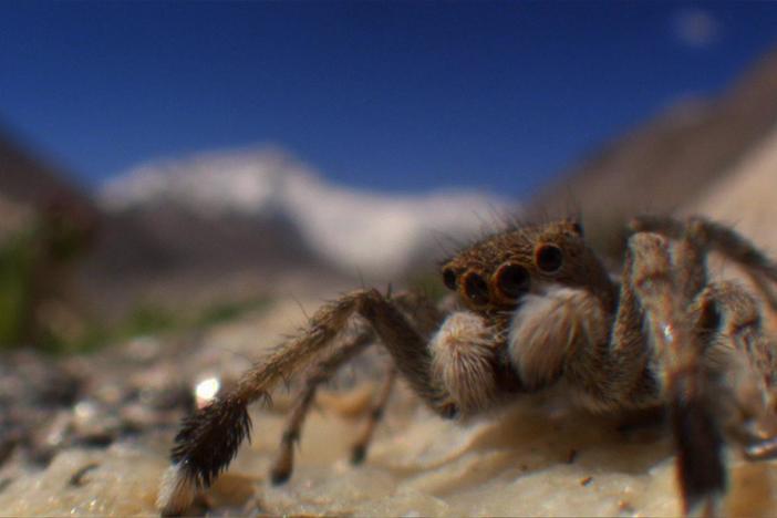 Few animals can live at such high altitudes as the Himalayan jumping spider.