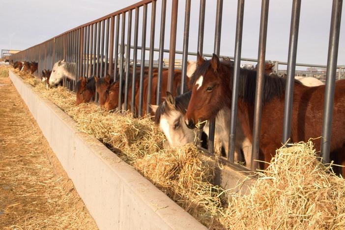 The BLM rounds up wild horses on the range, one player in a conflict between wild horses a