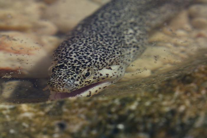 In the Marshall Islands Moray Eels are learning to hunt on land.