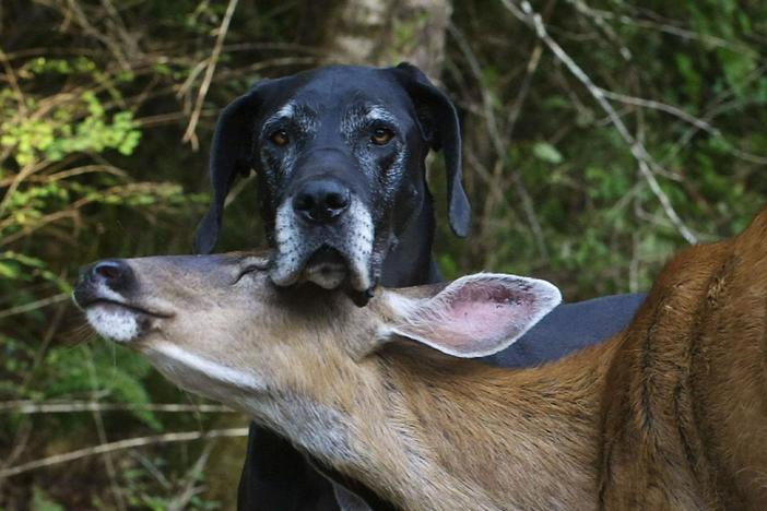 An abandoned fawn is taken in by a Great Dane. 