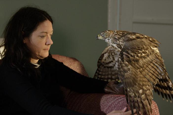 First Meeting Between Falconer Helen Macdonald and Goshawk